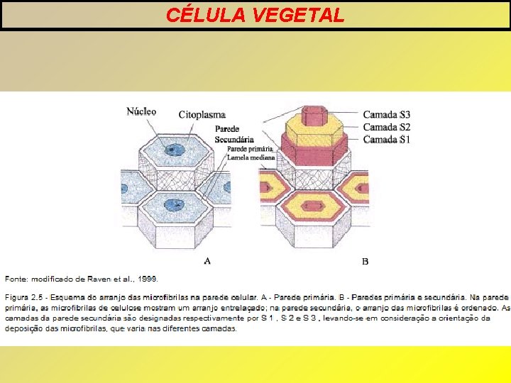 CÉLULA VEGETAL CÉLULA VEGETAL