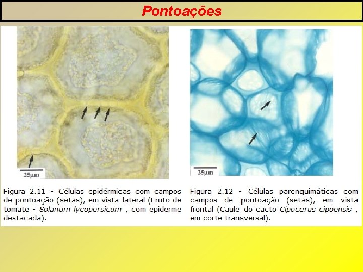 Pontoações Pontoações