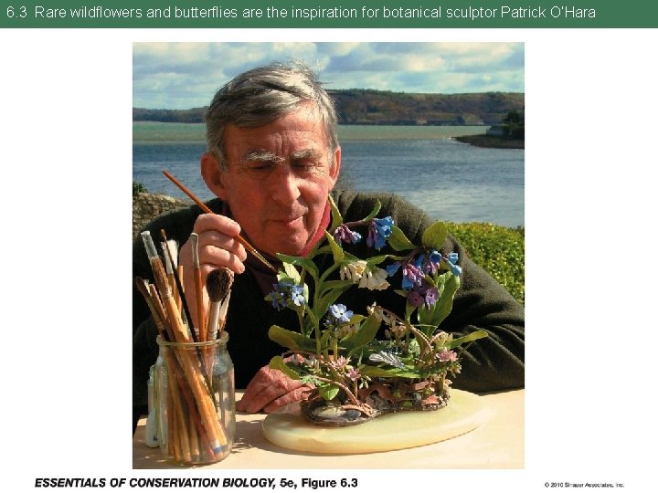 6. 3 Rare wildflowers and butterflies are the inspiration for botanical sculptor Patrick O’Hara