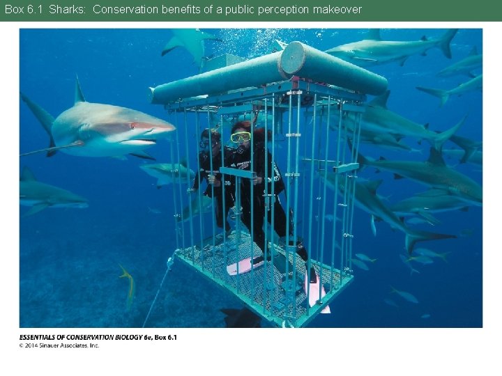 Box 6. 1 Sharks: Conservation benefits of a public perception makeover 