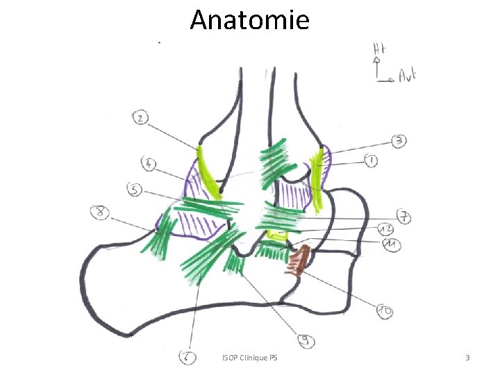 Anatomie ISOP Clinique P 5 3 Anatomie ISOP Clinique P 5 3