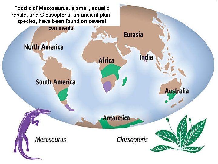 Fossils of Mesosaurus, a small, aquatic reptile, and Glossopteris, an ancient plant species, have