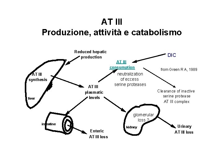 AT III Produzione, attività e catabolismo Reduced hepatic production DIC AT III consumption AT AT III Produzione, attività e catabolismo Reduced hepatic production DIC AT III consumption AT