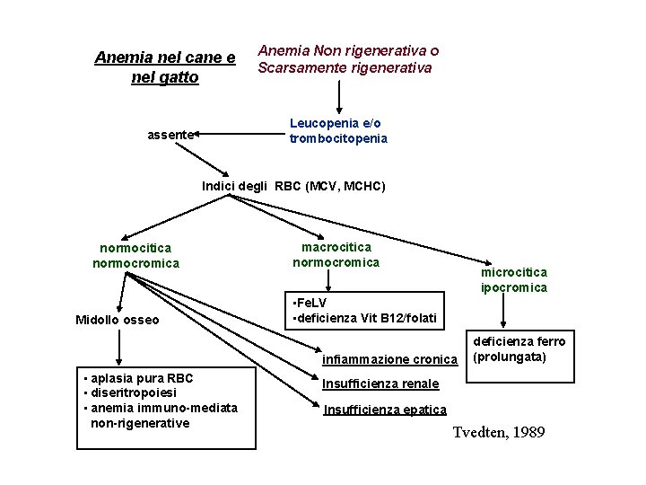 Anemia nel cane e nel gatto Anemia Non rigenerativa o Scarsamente rigenerativa Leucopenia e/o Anemia nel cane e nel gatto Anemia Non rigenerativa o Scarsamente rigenerativa Leucopenia e/o
