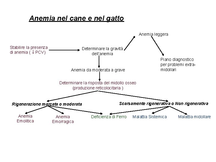 Anemia nel cane e nel gatto Anemia leggera Stabilire la presenza di anemia ( Anemia nel cane e nel gatto Anemia leggera Stabilire la presenza di anemia (