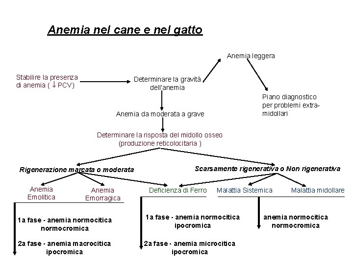 Anemia nel cane e nel gatto Anemia leggera Stabilire la presenza di anemia ( Anemia nel cane e nel gatto Anemia leggera Stabilire la presenza di anemia (