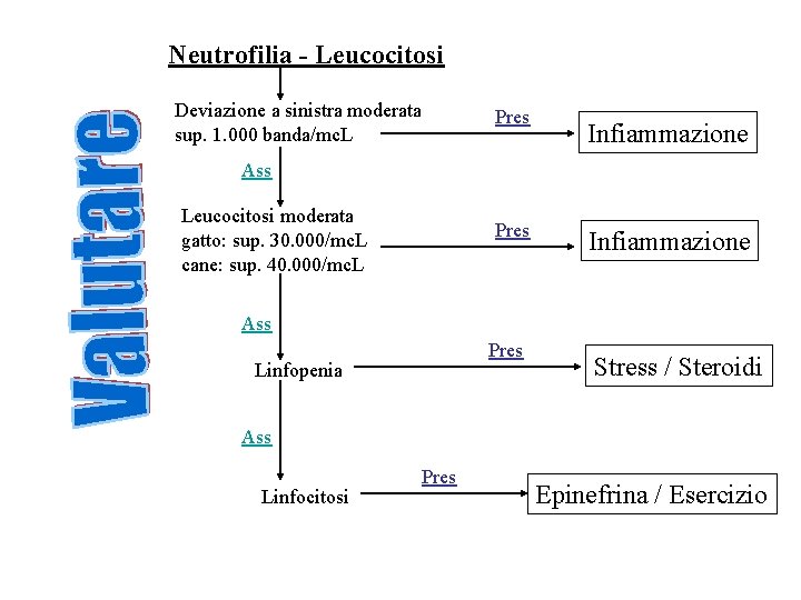 Neutrofilia - Leucocitosi Deviazione a sinistra moderata sup. 1. 000 banda/mc. L Pres Infiammazione Neutrofilia - Leucocitosi Deviazione a sinistra moderata sup. 1. 000 banda/mc. L Pres Infiammazione