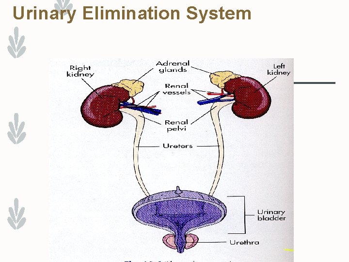 Urinary Elimination System 