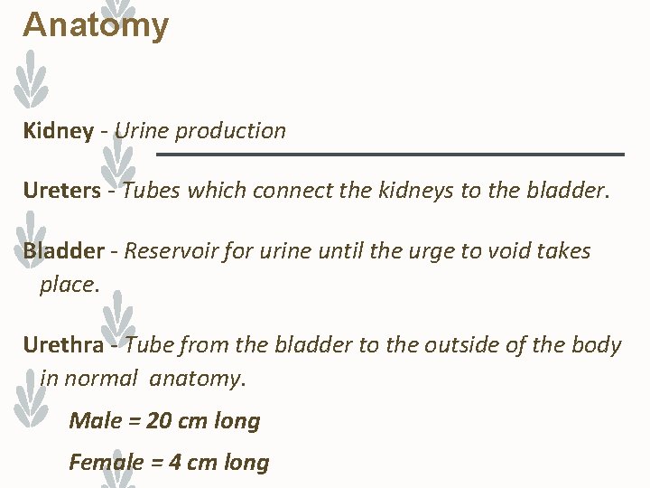 Anatomy Kidney - Urine production Ureters - Tubes which connect the kidneys to the