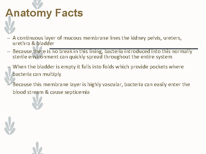 Anatomy Facts – A continuous layer of mucous membrane lines the kidney pelvis, ureters,