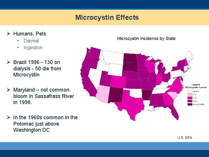 Microcystin Effects Ø Humans, Pets • • Dermal Ingestion Ø Brazil 1996 - 130