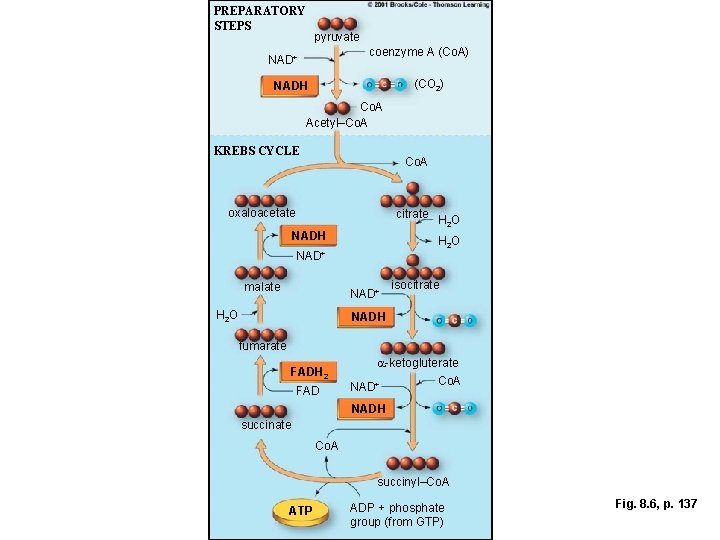 PREPARATORY STEPS pyruvate coenzyme A (Co. A) NAD+ (CO 2) NADH Co. A Acetyl–Co.