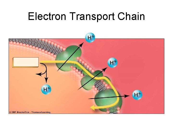 Electron Transport Chain 