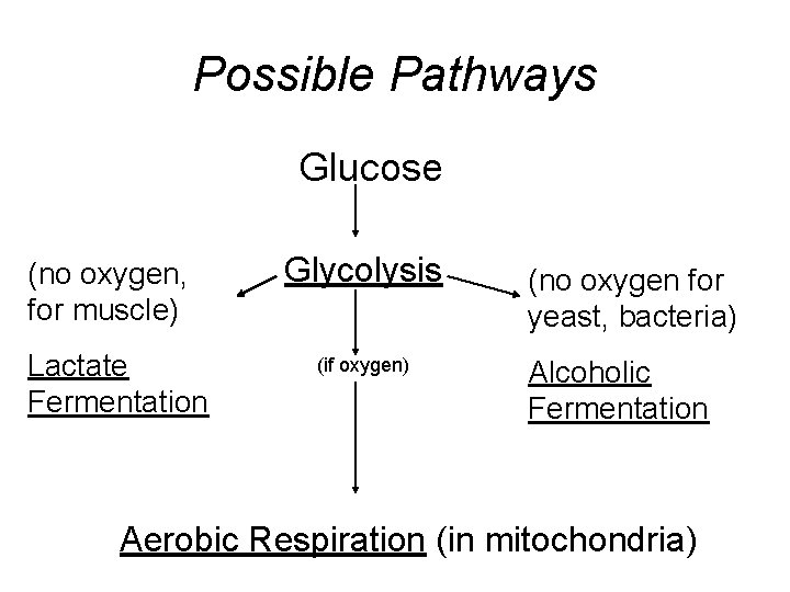 Possible Pathways Glucose (no oxygen, for muscle) Lactate Fermentation Glycolysis (if oxygen) (no oxygen