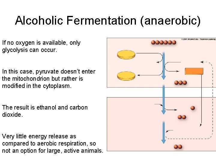 Alcoholic Fermentation (anaerobic) If no oxygen is available, only glycolysis can occur. In this