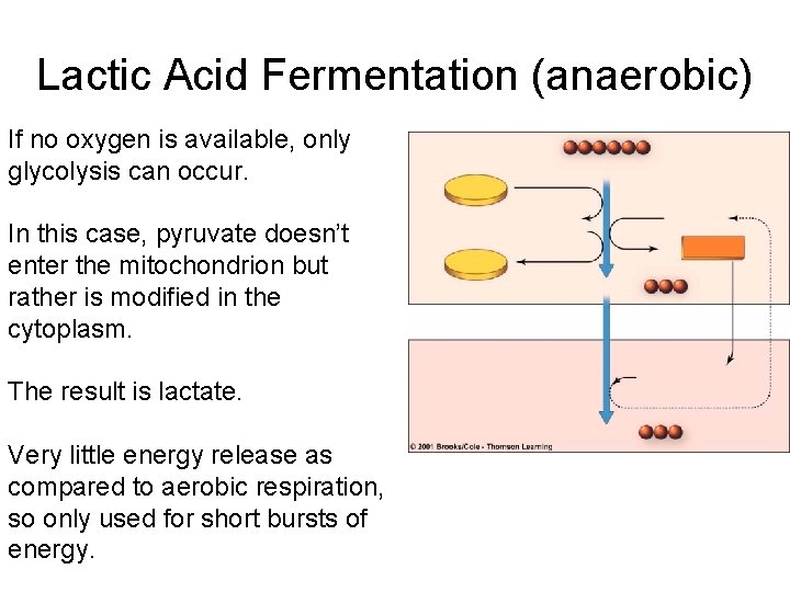 Lactic Acid Fermentation (anaerobic) If no oxygen is available, only glycolysis can occur. In