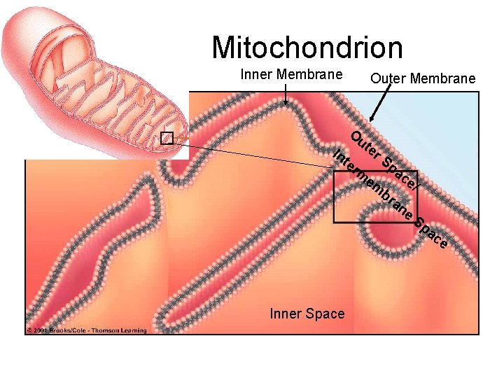 Mitochondrion Inner Membrane Outer Membrane Ou te r. S te pa rm em ce/