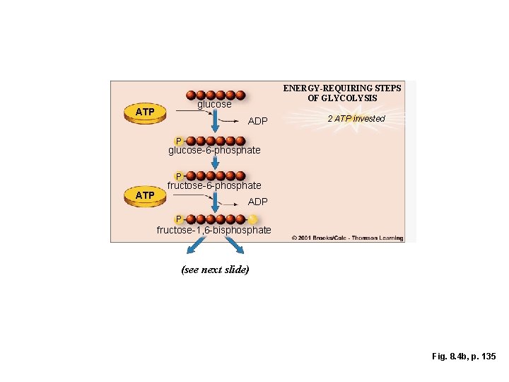 ENERGY-REQUIRING STEPS OF GLYCOLYSIS glucose ATP ADP 2 ATP invested P glucose-6 -phosphate P