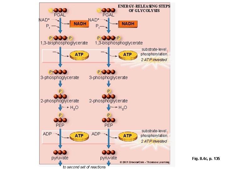 PGAL NAD+ NADH Pi P P NAD+ NADH Pi P 1, 3 -bisphoglycerate ENERGY-RELEASING