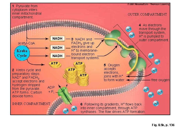 1 Pyruvate from cytoplasm inters inner mitochondrial compartment. OUTER COMPARTMENT NADH acetyl-Co. A Krebs