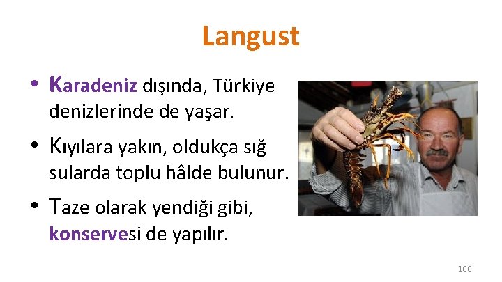 Langust • Karadeniz dışında, Türkiye denizlerinde de yaşar. • Kıyılara yakın, oldukça sığ sularda