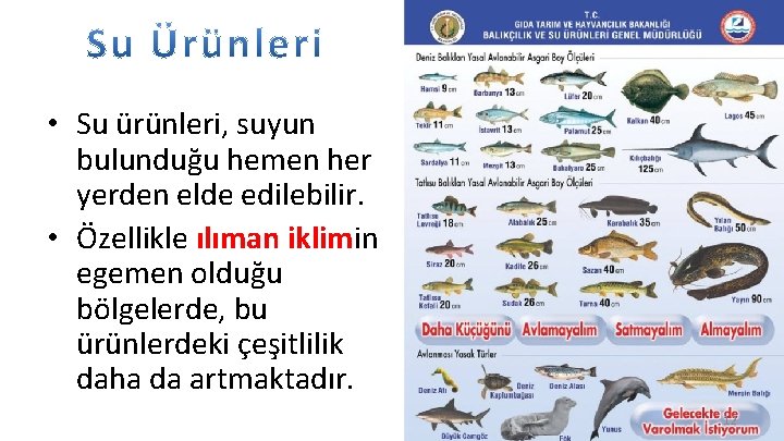  • Su ürünleri, suyun bulunduğu hemen her yerden elde edilebilir. • Özellikle ılıman