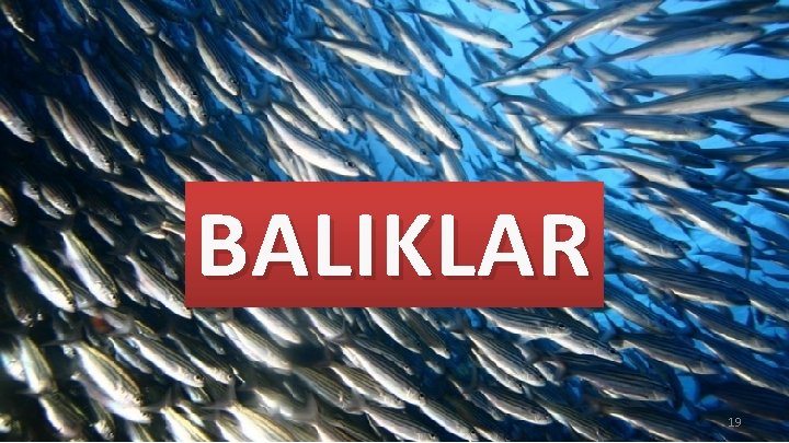 BALIKLAR 19 