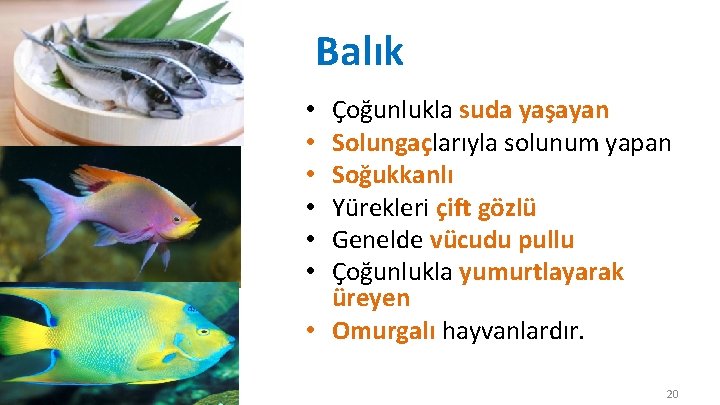 Balık Çoğunlukla suda yaşayan Solungaçlarıyla solunum yapan Soğukkanlı Yürekleri çift gözlü Genelde vücudu pullu