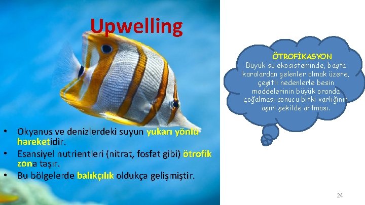 Upwelling ÖTROFİKASYON Büyük su ekosisteminde, başta karalardan gelenler olmak üzere, çeşitli nedenlerle besin maddelerinin