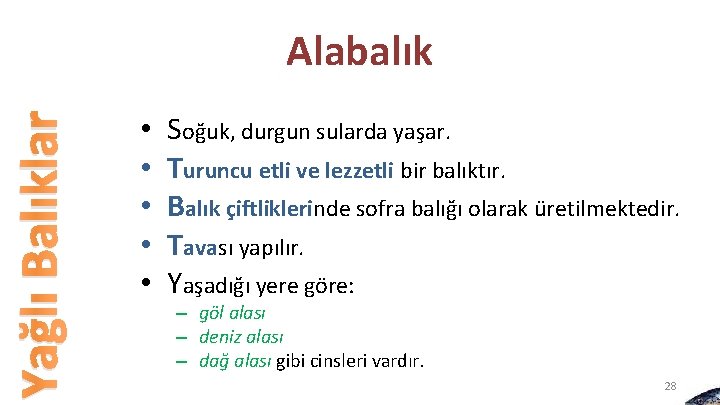 Yağlı Balıklar Alabalık • • • Soğuk, durgun sularda yaşar. Turuncu etli ve lezzetli