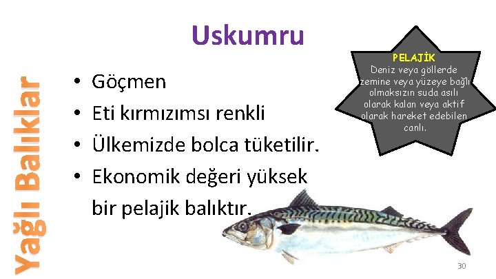 Yağlı Balıklar Uskumru • • Göçmen Eti kırmızımsı renkli Ülkemizde bolca tüketilir. Ekonomik değeri