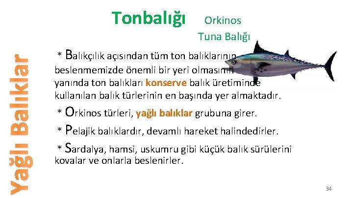 Tonbalığı Orkinos Yağlı Balıklar Tuna Balığı * Balıkçılık açısından tüm ton balıklarının beslenmemizde önemli