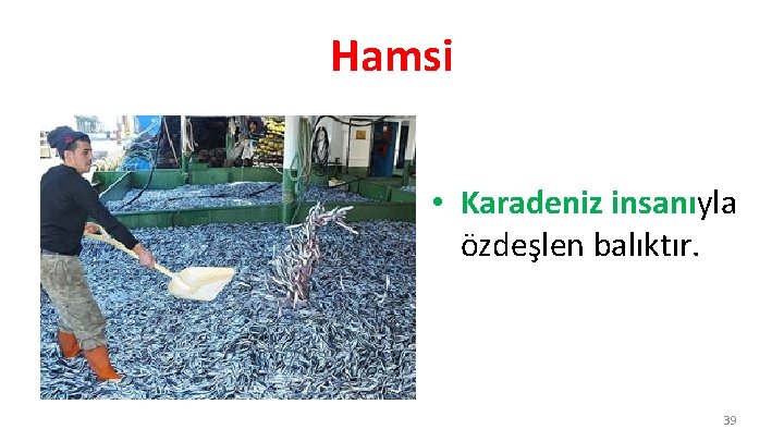 Hamsi • Karadeniz insanıyla özdeşlen balıktır. 39 