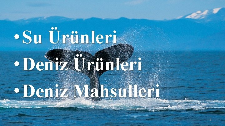  • Su Ürünleri • Deniz Mahsulleri 4 