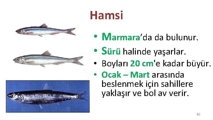 Hamsi • Marmara’da da bulunur. • Sürü halinde yaşarlar. • Boyları 20 cm'e kadar