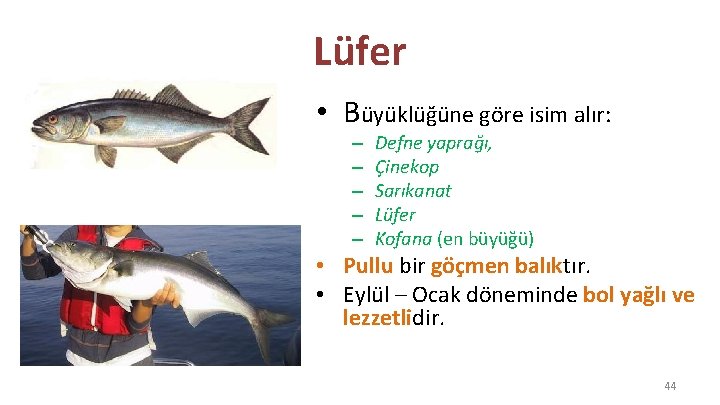 Lüfer • Büyüklüğüne göre isim alır: – – – Defne yaprağı, Çinekop Sarıkanat Lüfer