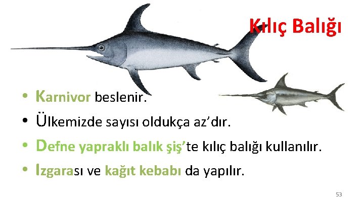 Kılıç Balığı • • Karnivor beslenir. Ülkemizde sayısı oldukça az’dır. Defne yapraklı balık şiş’te