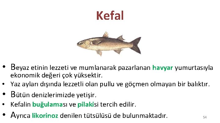 Kefal • Beyaz etinin lezzeti ve mumlanarak pazarlanan havyar yumurtasıyla ekonomik değeri çok yüksektir.