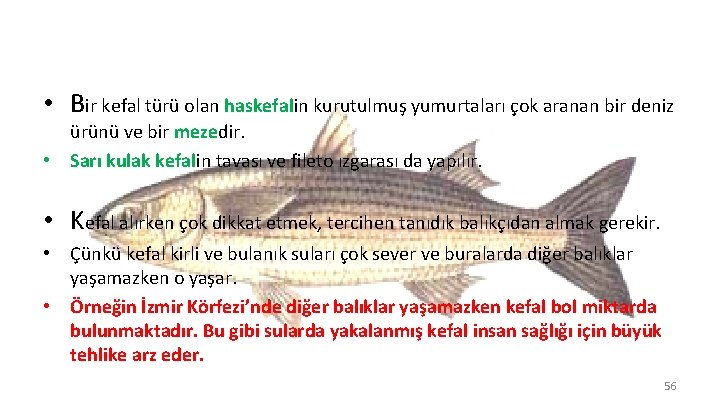  • Bir kefal türü olan haskefalin kurutulmuş yumurtaları çok aranan bir deniz ürünü