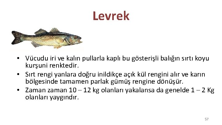 Levrek • Vücudu iri ve kalın pullarla kaplı bu gösterişli balığın sırtı koyu kurşuni