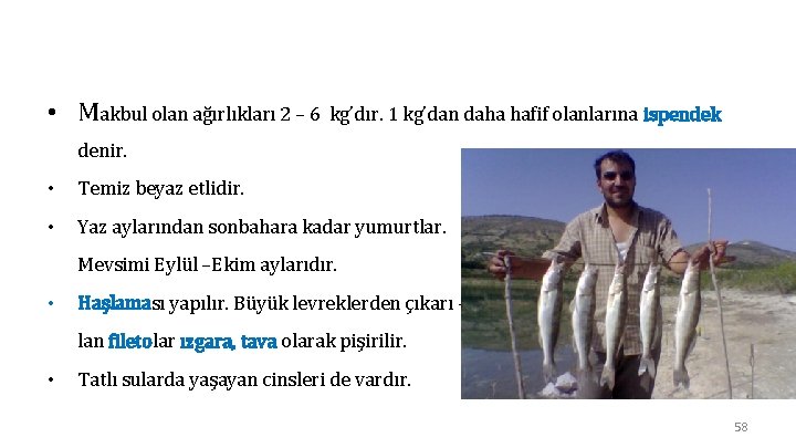  • Makbul olan ağırlıkları 2 – 6 kg’dır. 1 kg’dan daha hafif olanlarına