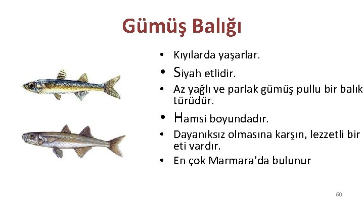 Gümüş Balığı • Kıyılarda yaşarlar. • Siyah etlidir. • Az yağlı ve parlak gümüş