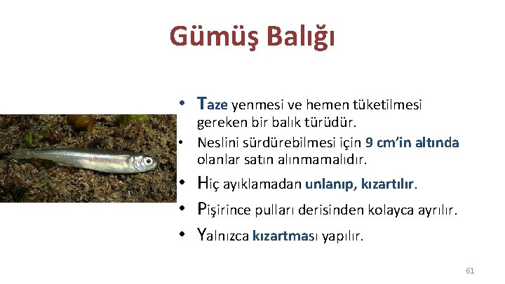 Gümüş Balığı • Taze yenmesi ve hemen tüketilmesi gereken bir balık türüdür. • Neslini