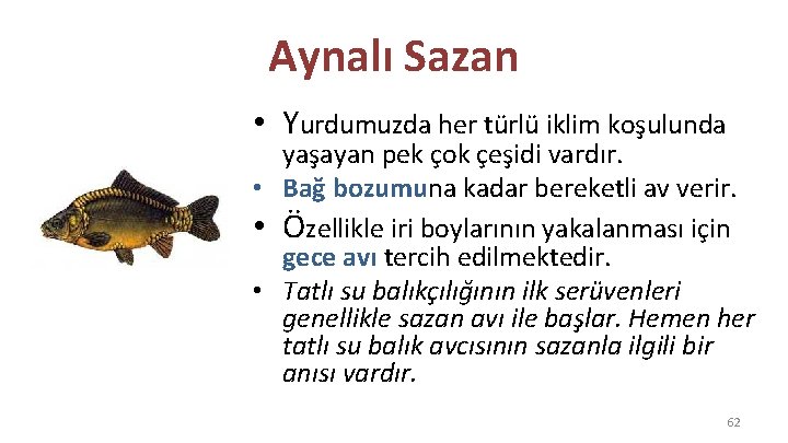 Aynalı Sazan • Yurdumuzda her türlü iklim koşulunda yaşayan pek çok çeşidi vardır. •