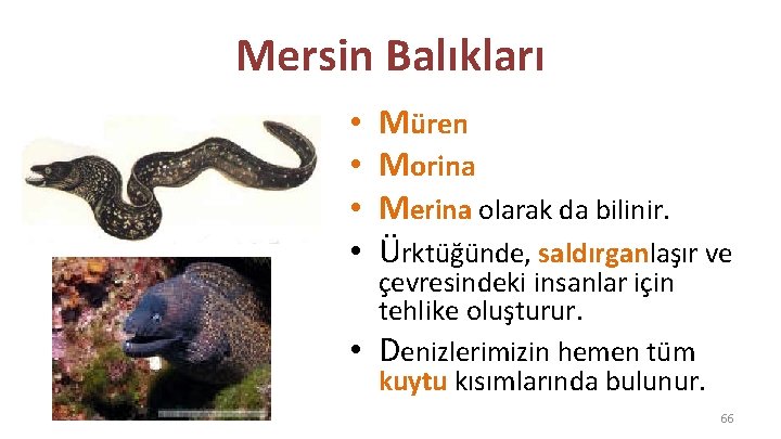 Mersin Balıkları • • • Müren Morina Merina olarak da bilinir. Ürktüğünde, saldırganlaşır ve