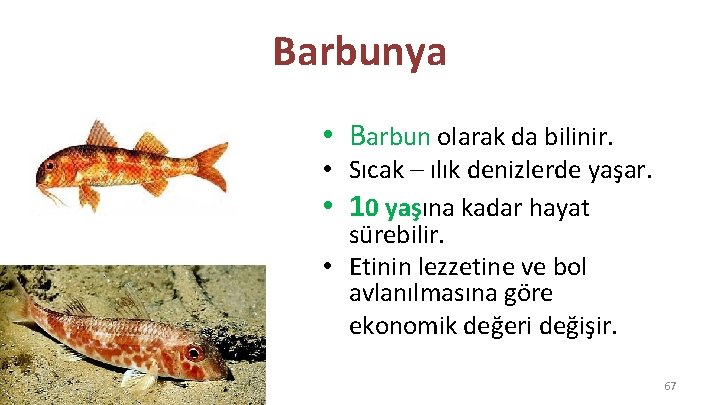 Barbunya • Barbun olarak da bilinir. • Sıcak – ılık denizlerde yaşar. • 10