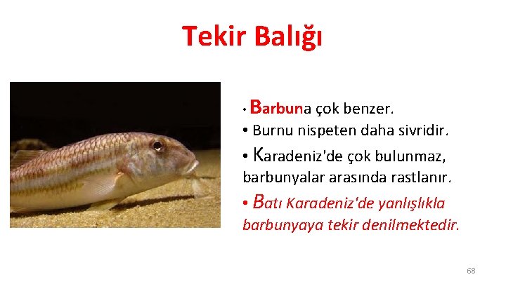 Tekir Balığı • Barbuna çok benzer. • Burnu nispeten daha sivridir. • Karadeniz'de çok