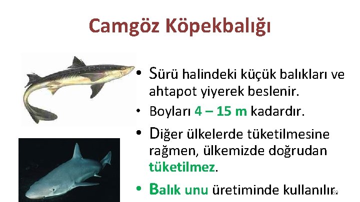 Camgöz Köpekbalığı • Sürü halindeki küçük balıkları ve ahtapot yiyerek beslenir. • Boyları 4