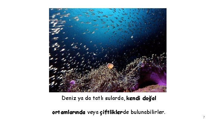  Deniz ya da tatlı sularda, kendi doğal ortamlarında veya çiftliklerde bulunabilirler. 7 