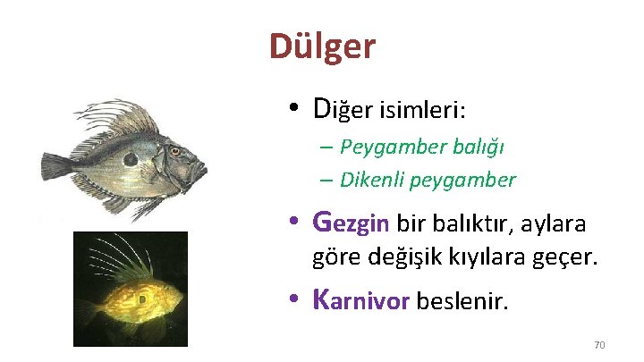 Dülger • Diğer isimleri: – Peygamber balığı – Dikenli peygamber • Gezgin bir balıktır,